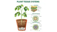 ilustrasi jaringan tumbuhan (sumber: Freepik)