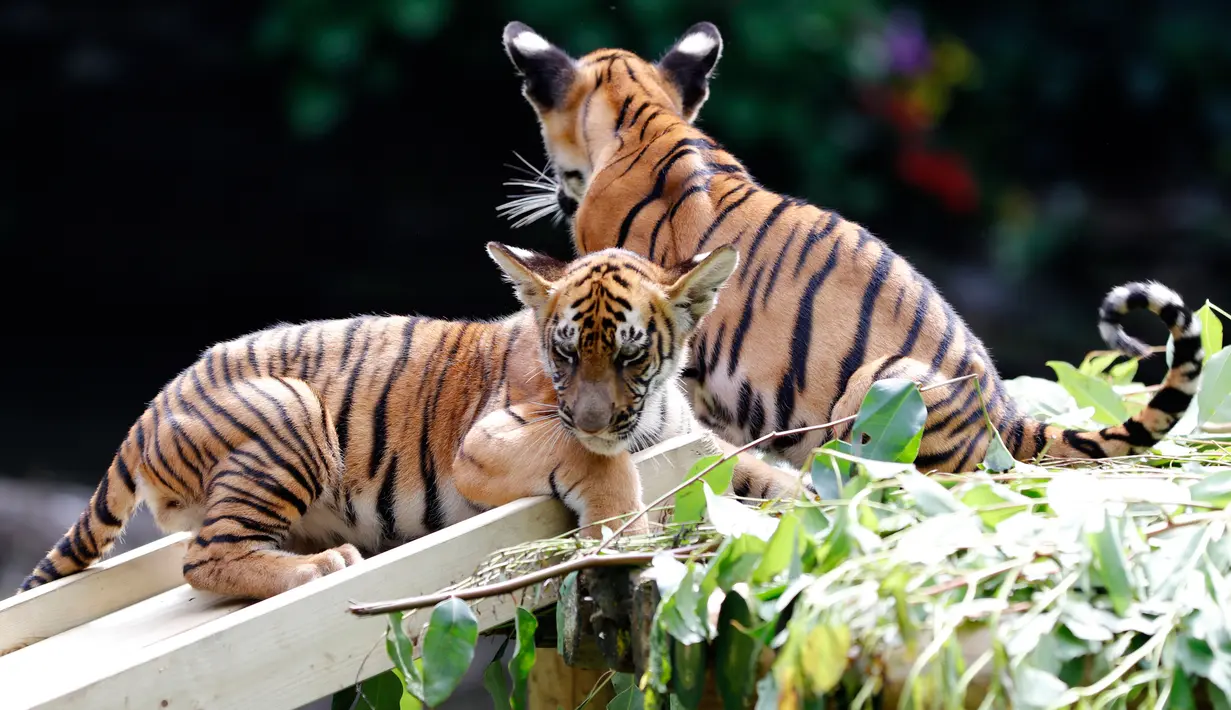 Dua ekor bayi kembar harimau China Selatan tampak sedang bermain di Taman Safari Chimelong di Guangzhou, ibu kota Provinsi Guangdong, China selatan, pada 28 September 2020. Keduanya, yang lahir pada 7 Juni, merayakan 100 hari kelahiran mereka pada Senin (28/9). (Xinhua/Huang Guobao)