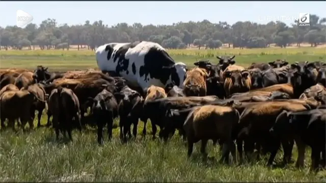 Knickers, seekor sapi raksasa lolos dari rumah jagal. Alasannya sederhana, beratnya yang besar membuatnya sulit untuk dipotong.