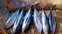 Ikan Tuna (Photo By 27707 On Pixabay)