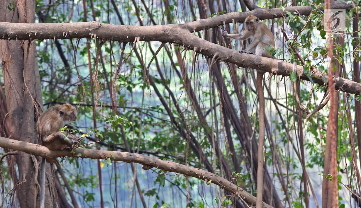 Foto Suaka Margasatwa Muara Angke Bakal Jadi Pusat Edukasi Mangrove News Liputan6 Com