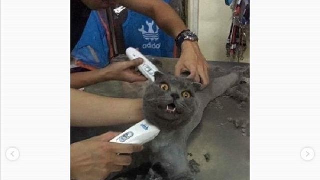 Aksi kucing ngambek ini jadi viral (foto: @omgindonesia.id)