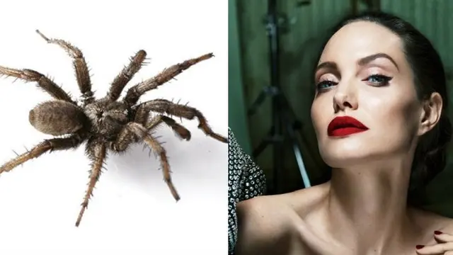 Nama Latin Makhluk Hidup Ini Mirip Artis Hollywood (sumber: artsy)