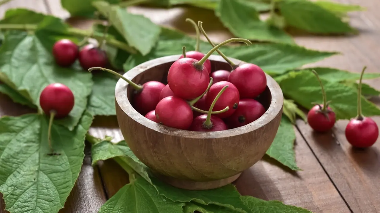 buah kersen talok ceri lokal