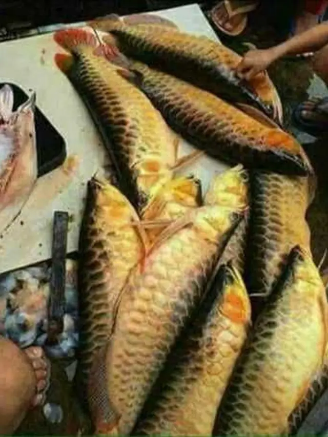 6 Momen Absurd Masak Arwana, Pencinta Ikan Hias Menangis Darah