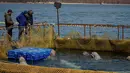 Para ilmuwan melihat paus beluga yang berenang dalam fasilitas penampungan di Primorsky, Rusia, Minggu (7/4). (Press Service of Administration of Primorsky Krai/Alexander Safronov/Handout via Reuters)