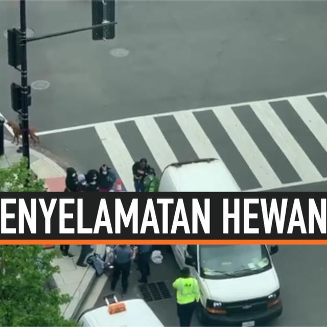 Video Polisi Selamatkan 9 Bebek Tercebur Ke Selokan Usai Menyeberang Citizen6 Liputan6 Com