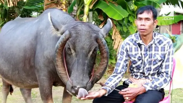 Karena bentuk tanduk yang aneh ini, kerbau pun diminati banyak orang. Mereka berbondong-bondong menawarkan harga tinggi untuk membeli kerbau.