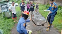 Peleton Pokso VI Sukaraja Damkar Kabupaten Sukabumi saat evakuasi ular sanca (Liputan6.com/Istimewa).