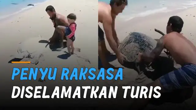 Seekor penyu raksasa terdampar di pantai dan diselamatkan oleh turis. saat itu kedua turis sedang asyik bermain di pantai di South Carolina, Amerika Serikat.