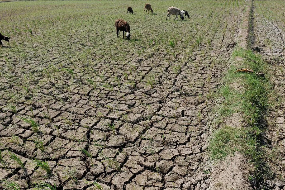 20150729-Sawah-Kekeringan