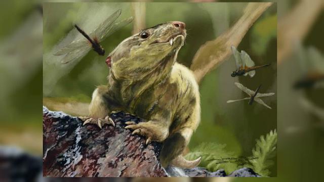 Cynodont