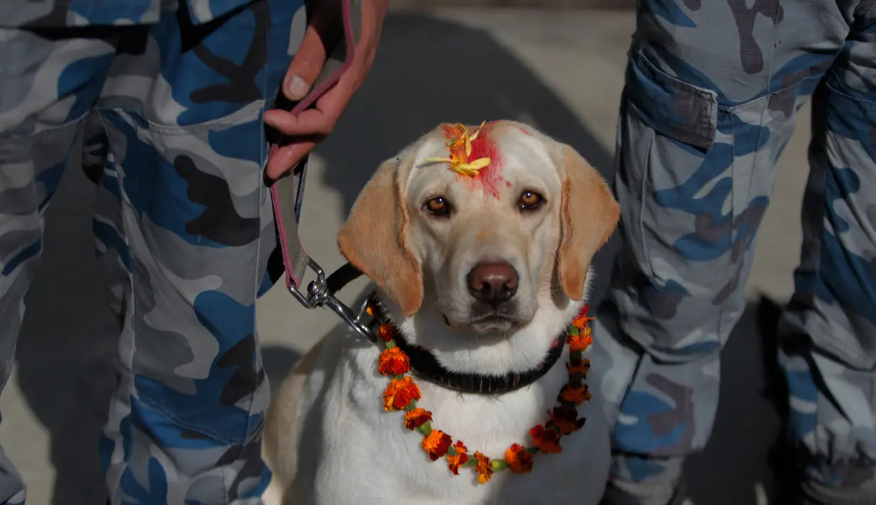 Personel kepolisian memberikan kalung bunga dan bubuk vermillion di dahi anjing polisi selama perayaan Tihar di Kathmandu, Minggu (27/10/2019). Festival ini merupakan bagian dari Festival Umat Hindu di Nepal, atau yang lebih akrab dikenal dengan sebutan Deepawali. (AP/Niranjan Shrestha)