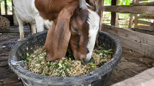 Comboran Kambing