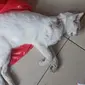 Puluhan kucing di RW 05 Kelurahan Sunter Agung, Kecamatan Tanjung Priok, Jakarta Utara mati mendadak. Gejalanya kejang-kejang dan buang air. (Bachtiarudin Alam/Merdeka.com)