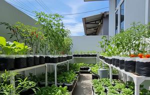 Ide Kebun Rumah Low Budget tapi Hasil Seperti Petani Profesional. (Foto: AI)