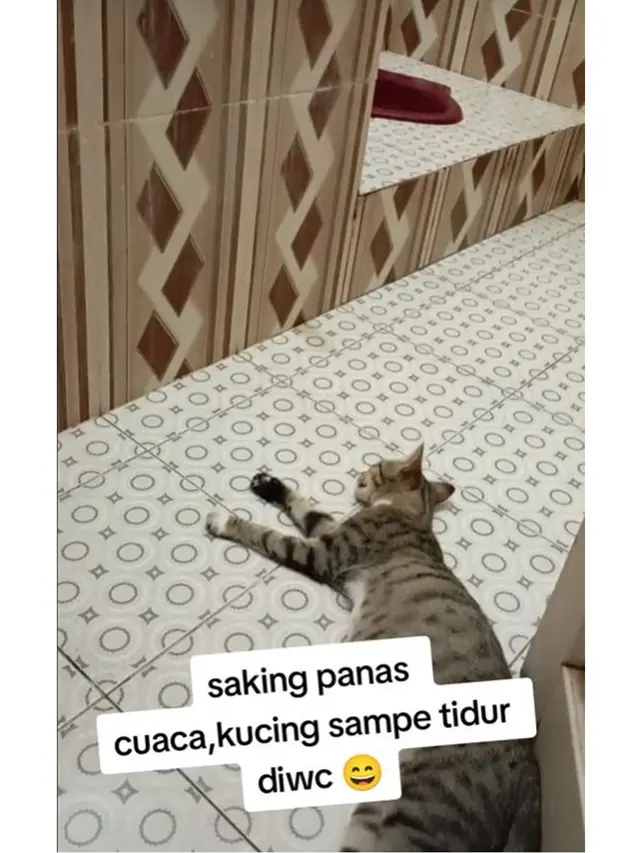 6 Potret Kucing Ngadem di Toilet Akibat Cuaca Panas, Santai Rebahan