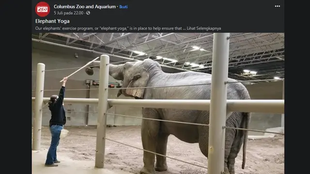 Menengok Aksi Gajah di Kebun Binatang AS Berlatih Yoga