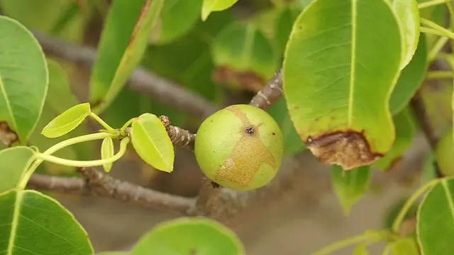 Pohon Manchineel