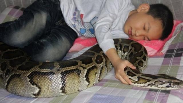 4 Kisah Orang Berani Tidur Tiap Malam Bersama Ular, Hampir Berakhir Tragis