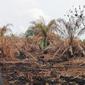 Penyidik Reskrimsus Polda Riau saat melakukan olah tempat kejadian perkara di lahan perusahaan yang terbakar. (Liputan6.com/M Syukur)