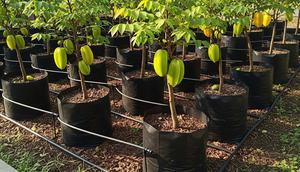 Kebun Buah di Polybag dengan Sistem Irigasi Sederhana untuk Lahan Terbatas (Image by Gemini AI)