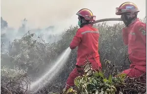 Tim Satgas Ungkap Kendala Padamkan Kebakaran Hutan di Jambi