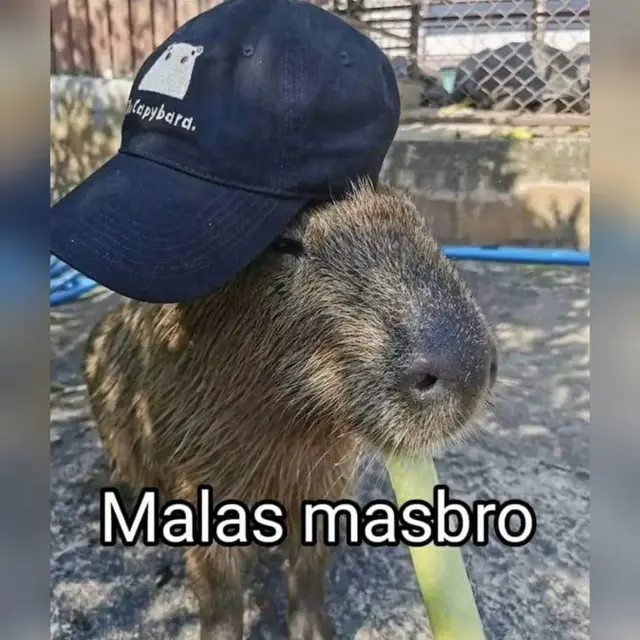 7 Meme Kocak Hewan Kapibara yang Dijuluki Mas Bro oleh Netizen Ini Imut Saat Cosplay