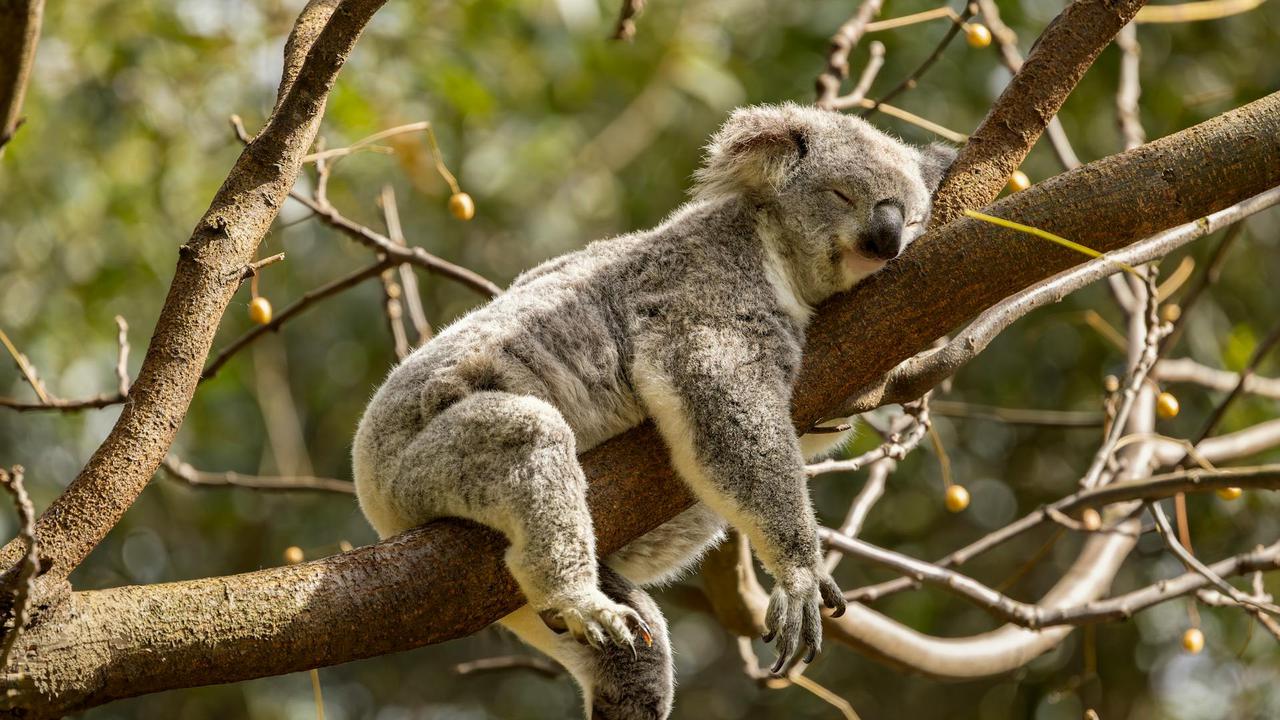 Koala