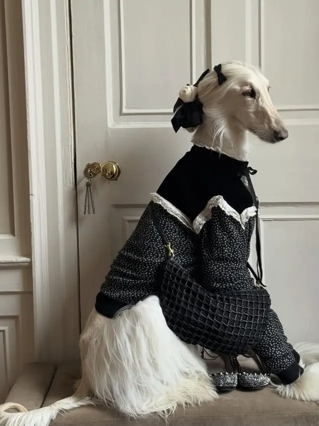 Samantha Anjing Ras Afghan Hound dengan gaya fashionable . [@samantharuthprabhuoffl]