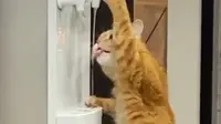 Kelewat Cerdas, Kucing Oranye Ini Minum Langsung dari Dispenser