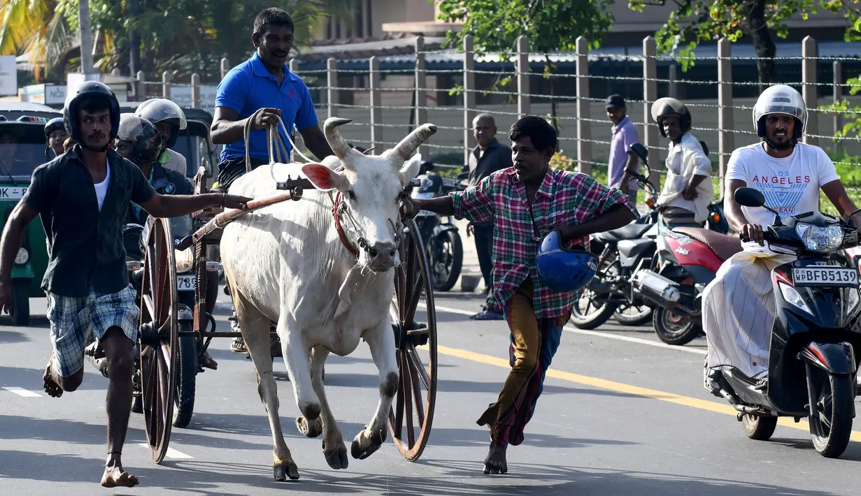 Warga ikut menyemangati para peserta saat memacu tunggangannya dalam perlombaan balap gerobak sapi di Kolombo, Sri Lanka, Sabtu (20/4). (LAKRUWAN WANNIARACHCHI/AFP)