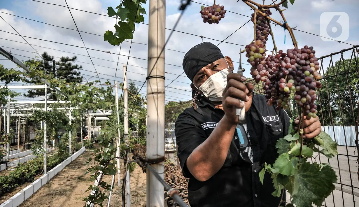 Anggota Komunitas Anggur Jakarta, Tarto Blendhot (48), merawat kebun anggur di Vezo Grapes Farm, Cilincing, Jakarta Utara, Selasa (7/9/2021). Tarto berharap kebun anggur buatannya itu dapat menjadi saranan edukasi bagi pecinta tanaman sekaligus mempercantik lingkungan. (merdeka.com/Iqbal S. Nugroho)