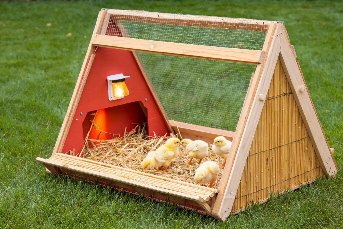 Model Kandang Ayam Umbaran Segitiga dari Barang Bekas (Foto: Reve Art AI)
