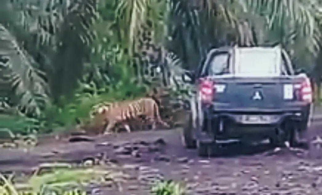 Harimau Bonita biasanya mengejar mobil petugas yang mengejarnya. Tapi beberapa hari ini, sang datuk belang tak ketahuan rimbanya. (Liputan6.com/M Syukur)