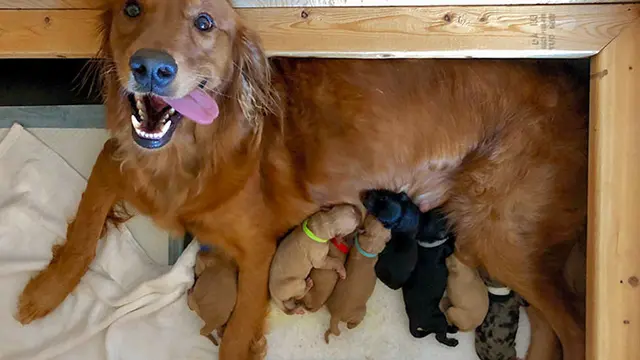 7 Potret Gemas Induk Anjing Saat Menyusui Anak-anaknya, Lucu Banget