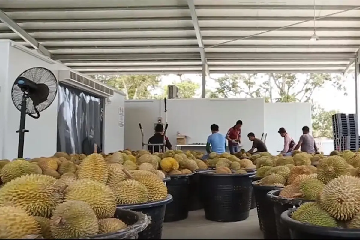 Durian TRL