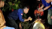 Evakuasi buaya mati di Kabupaten Pelalawan oleh BBKSDA Riau. (Liputan6.com/M Syukur)