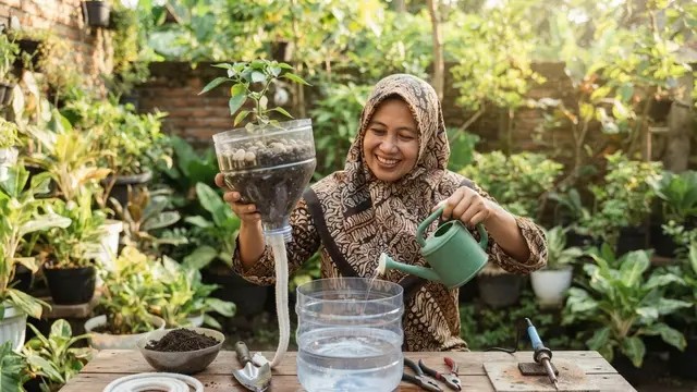Cara Membuat Galon Bekas Menjadi Pot Self-Watering