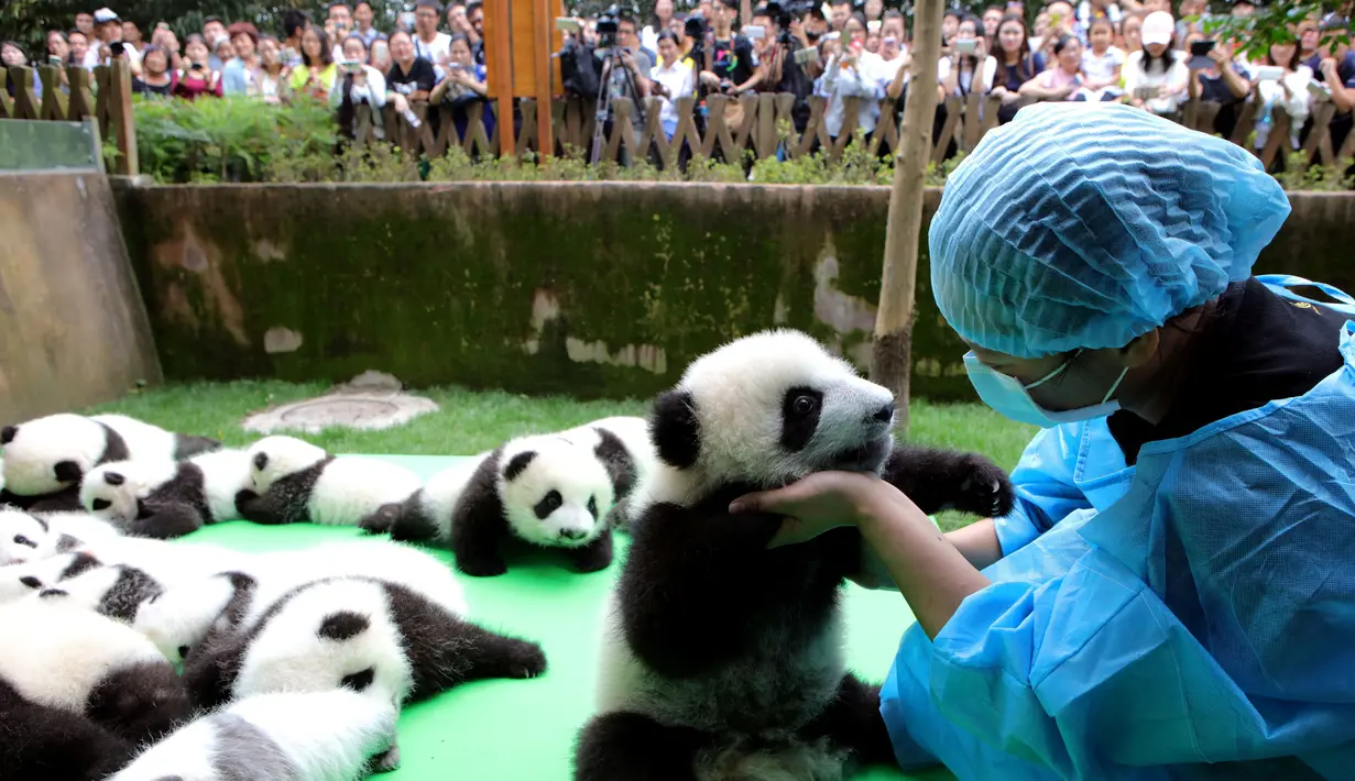 Petugas membantu seekor bayi panda yang jatuh terjungkal saat dipamerkan di atas panggung di pusat penelitian panda di Chengdu, Sichuan, China, Kamis (29/9). Sebanyak 23 anak panda dihadirkan pada panggung ini. (China Daily/via REUTERS)