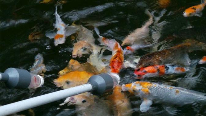Paling Populer 16+ Gambar Ikan Koi Lucu