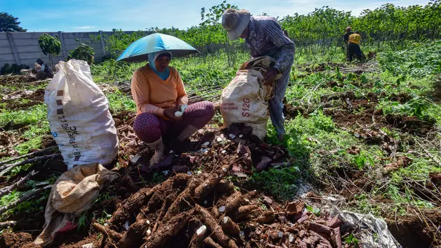 Harga Singkong Anjlok Digempur Impor, Petani Menjerit