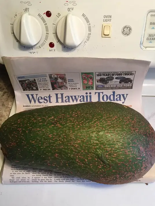 Buah alpukat super jumbo yang ditemukan oleh Pamela Wang di Kealakekua, Hawaii, 28 November 2017. Meski besar, namun alpukat ini bukanlah alpukat terbesar di dunia. Hanya saja, bisa jadi ini adalah alpukat terberat di dunia. (facebook.com/pamela.b.wang)