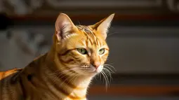 Ilmuwan Ungkap Cara Sederhana Agar Kucing Berumur Panjang