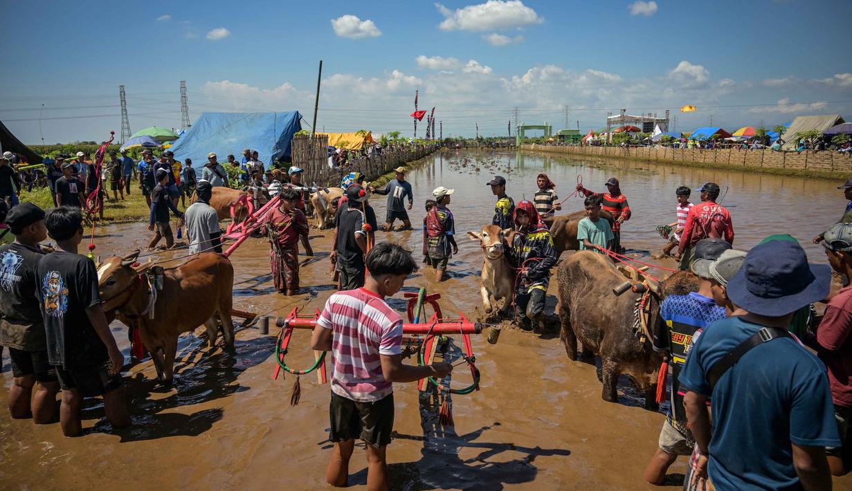 Para peserta bersiap untuk memulai acara Karapan Sapi Brujul di Probolinggo, Jawa Timur pada Minggu 24 Mei 2026. (Juni KRISWANTO/AFP)