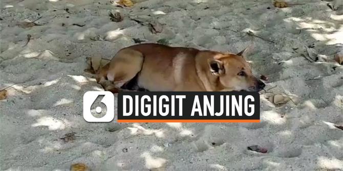 VIDEO: Bocah 7 Tahun Digigit Kawanan Anjing Liar di Pantai