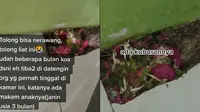 Viral Wanita Temukan Kuburan di Dalam Kamar Kos, Penghuni Sering Alami Kejadian Aneh (Sumber: TikTok/@wiwin_kariam)