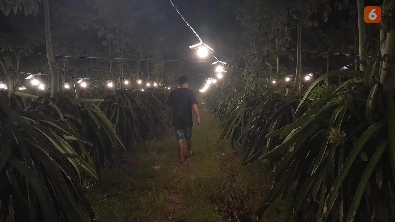 Proses pemberian lampu kebun buah naga untuk membantu proses pembuahan (Hermawan Arifianto/Liputan6.com)
