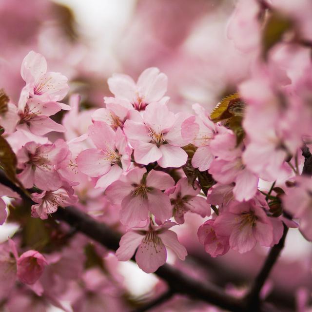 Kumpulan gambar untuk Belajar mewarnai: Gambar Bunga Sakura Tanpa Warna