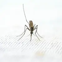 Cara Menghindari Jentik Nyamuk di Rumah